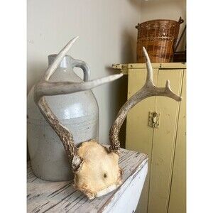 Vintage 1970's Whitetail Deer Antlers Medium / Wall Mounting / Rustic / Outdoors